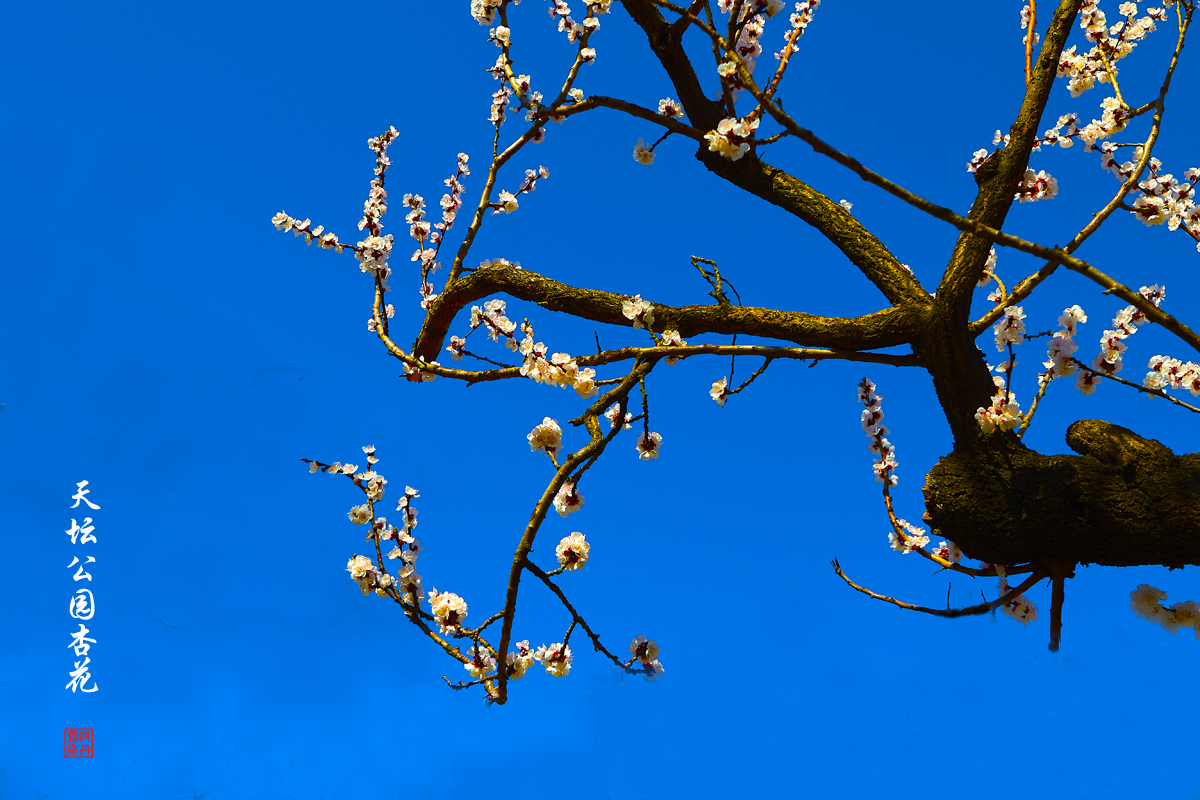 2025.3.25天坛杏花 19.jpg