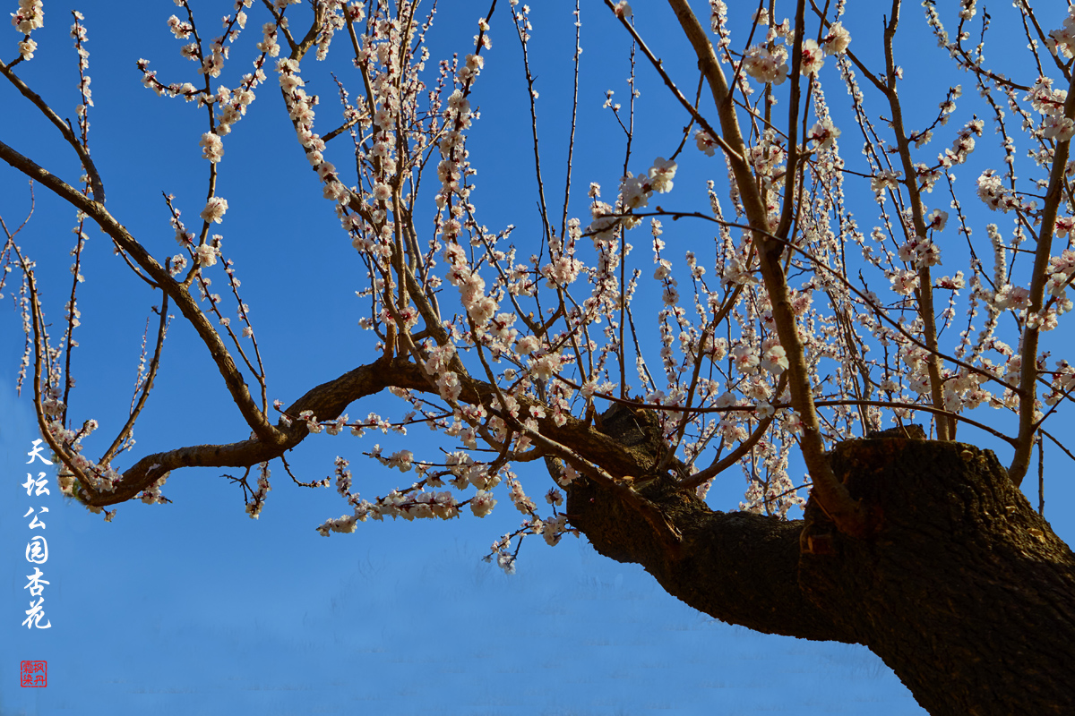 2025.3.25天坛杏花 22.jpg