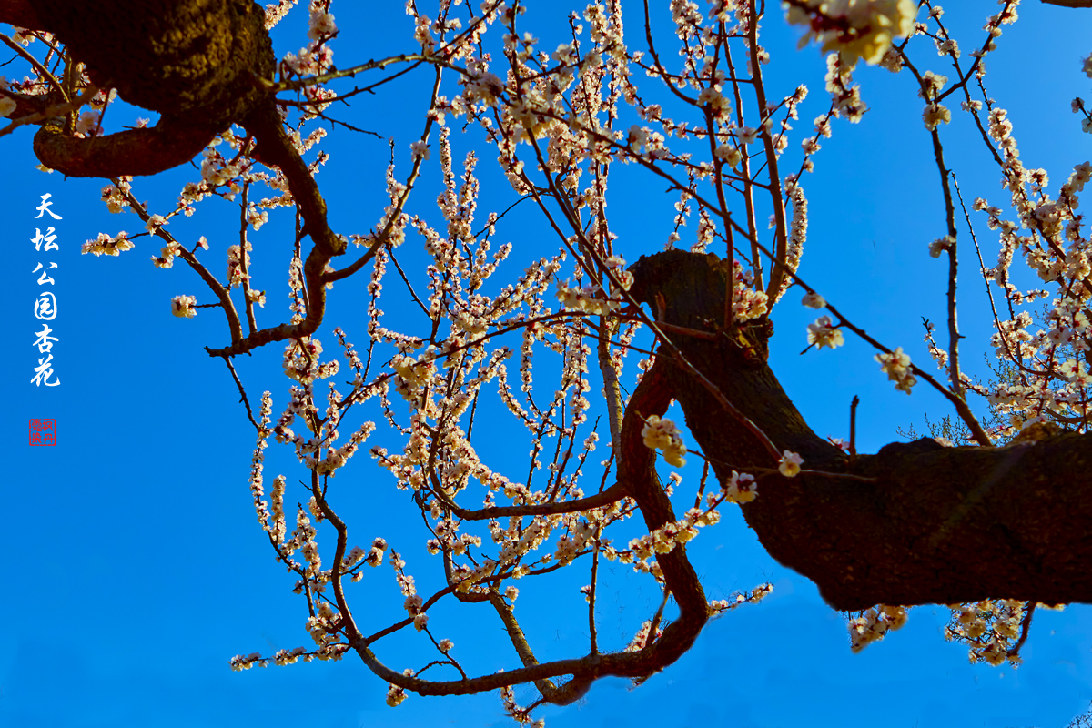 2025.3.25天坛杏花 23.jpg