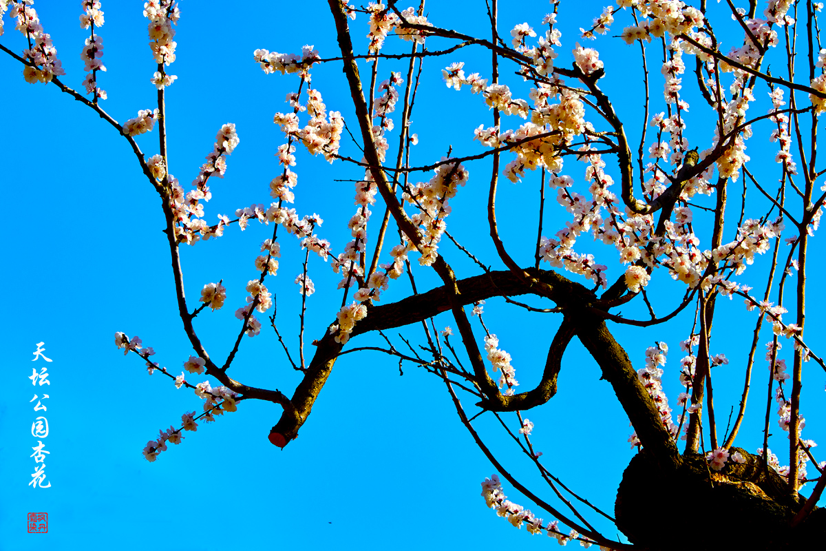 2025.3.25天坛杏花 40.jpg