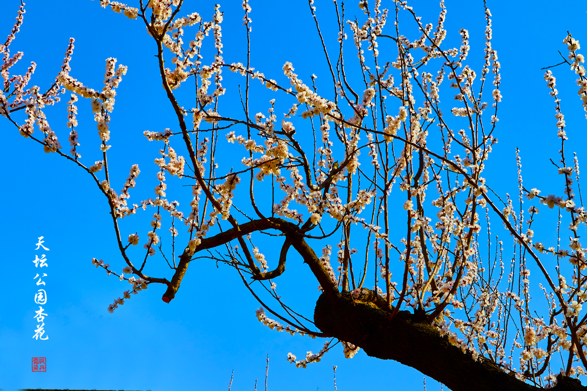 2025.3.25天坛杏花 41.jpg