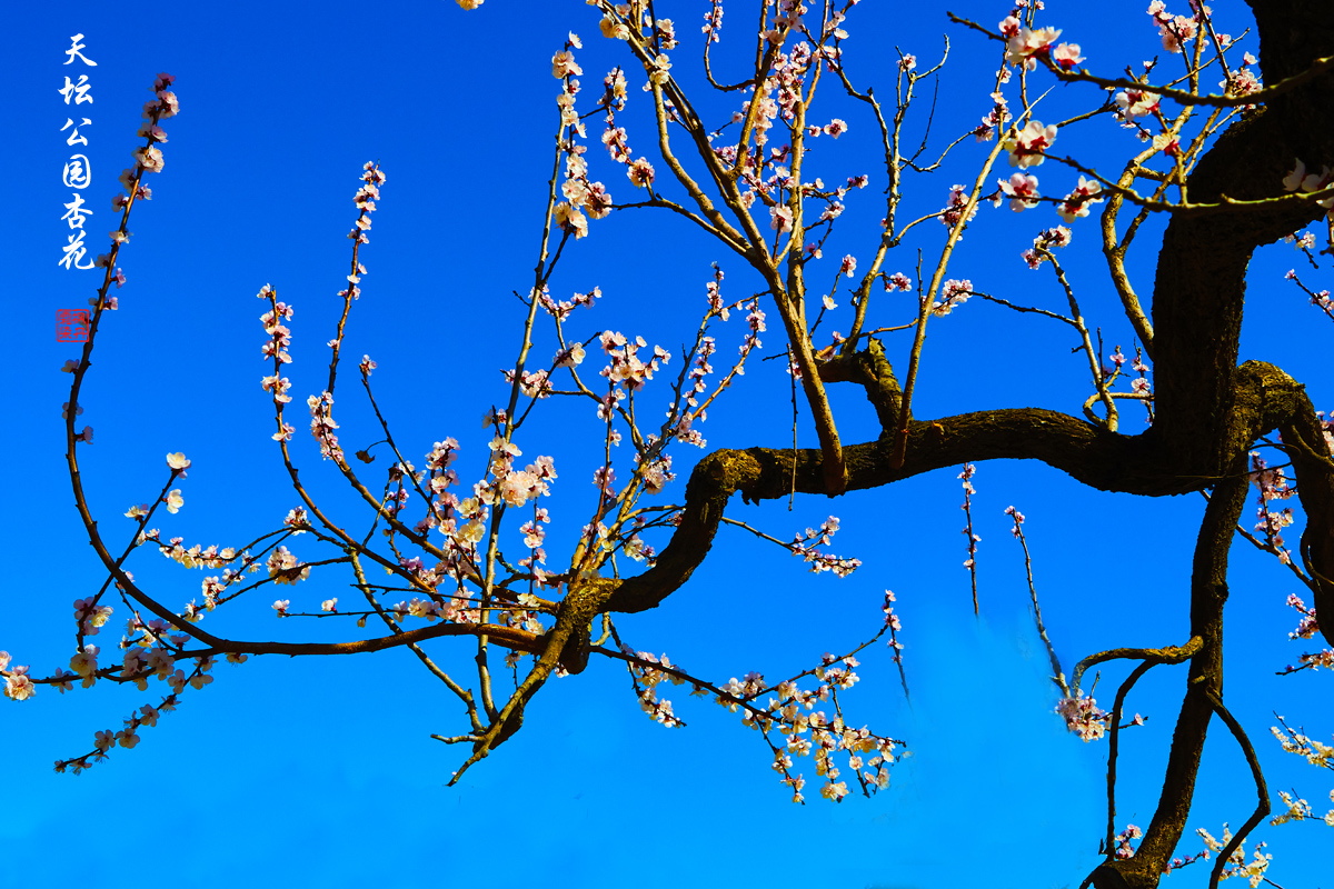 20250325天坛杏花 3.jpg