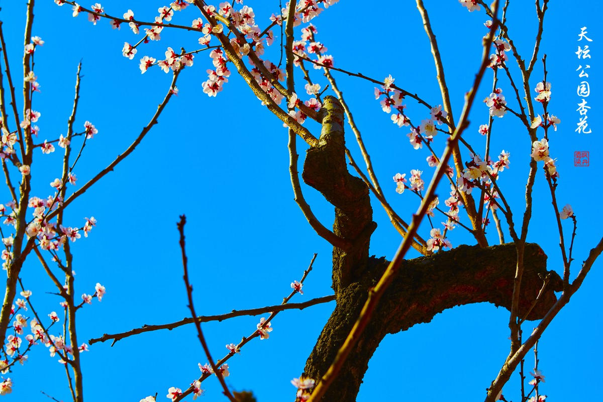 20250325天坛杏花 17.jpg