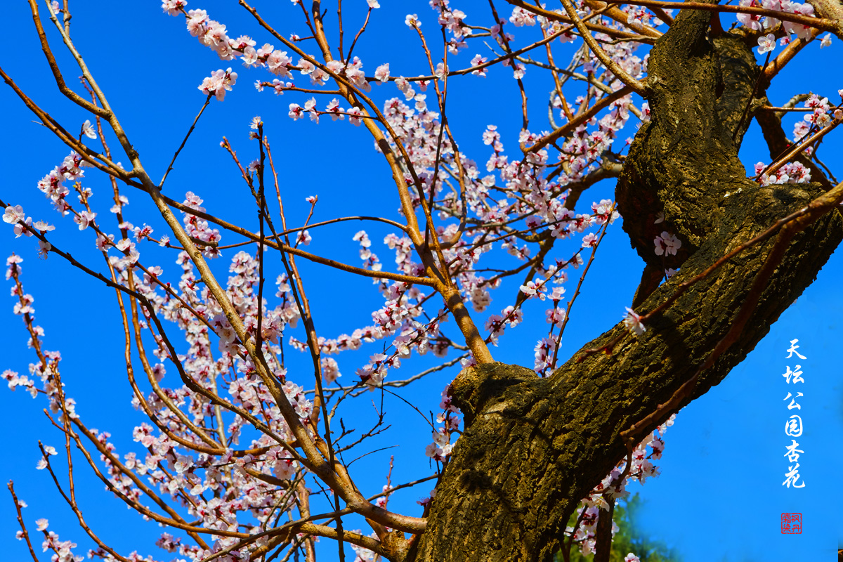 20250325天坛杏花 22.jpg