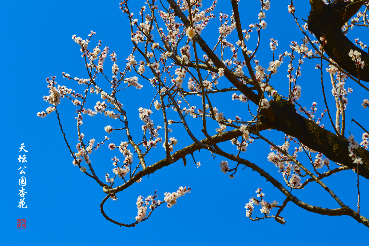 20250325天坛杏花 45.jpg