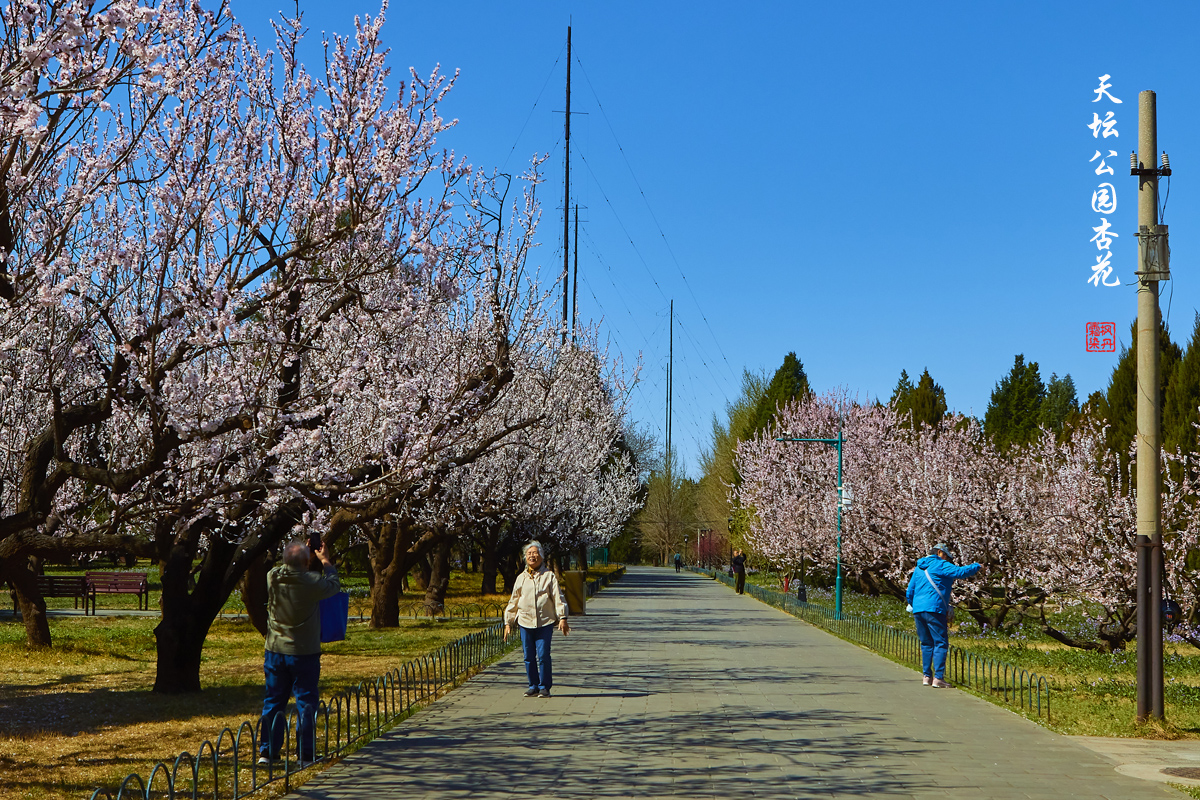 20250325天坛杏花 54.jpg