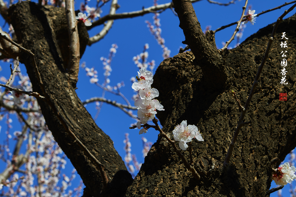 20250325天坛杏花 46.jpg