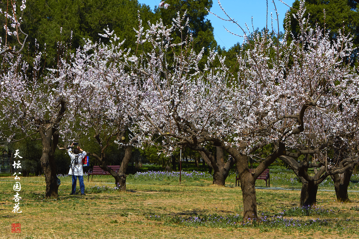 20250325天坛杏花 77.jpg