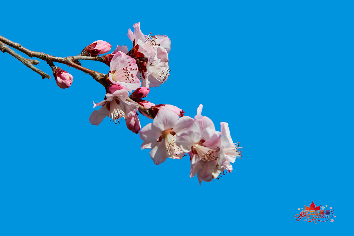 山桃花 大通公园 6.jpg