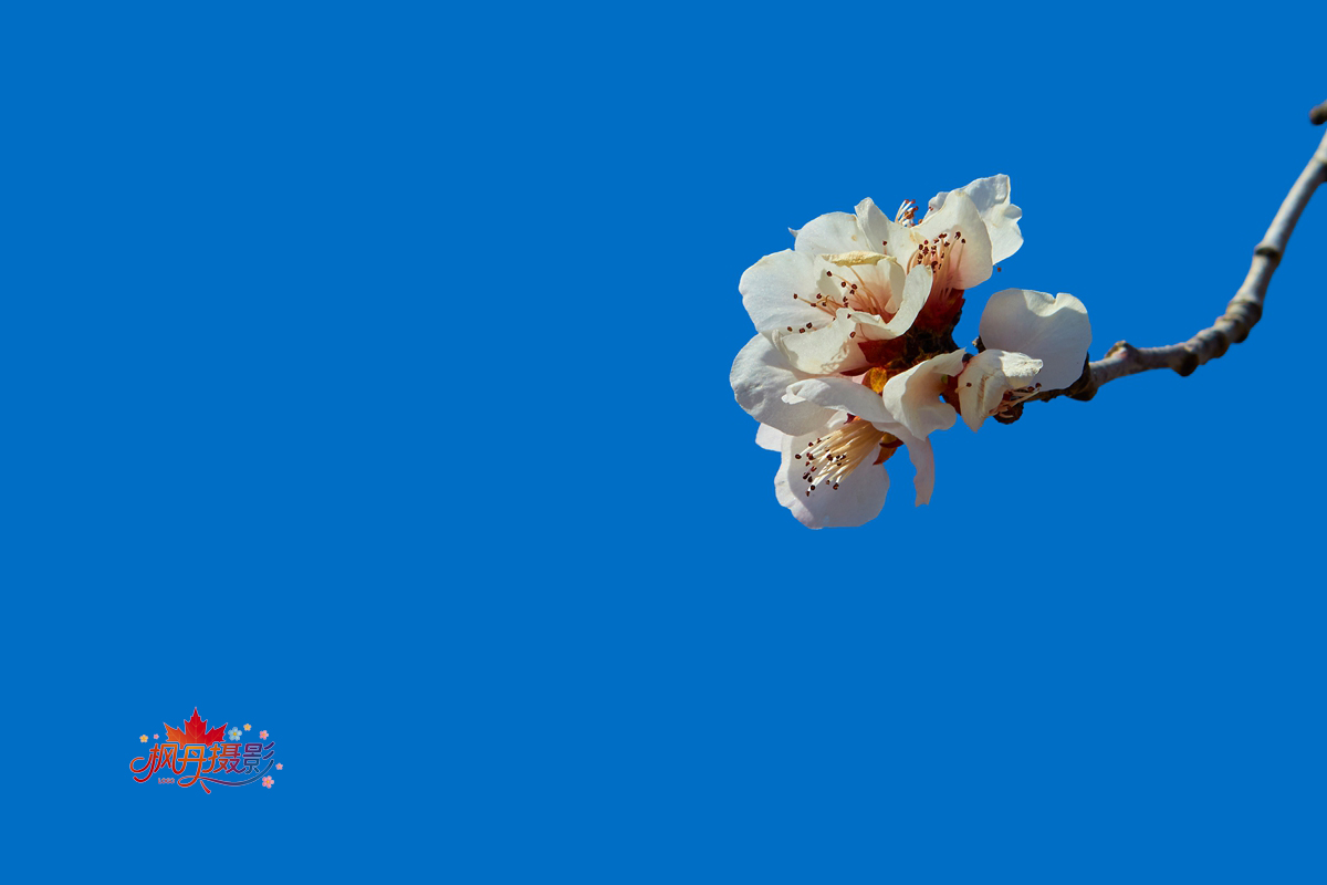 山桃花 大通公园 16.jpg