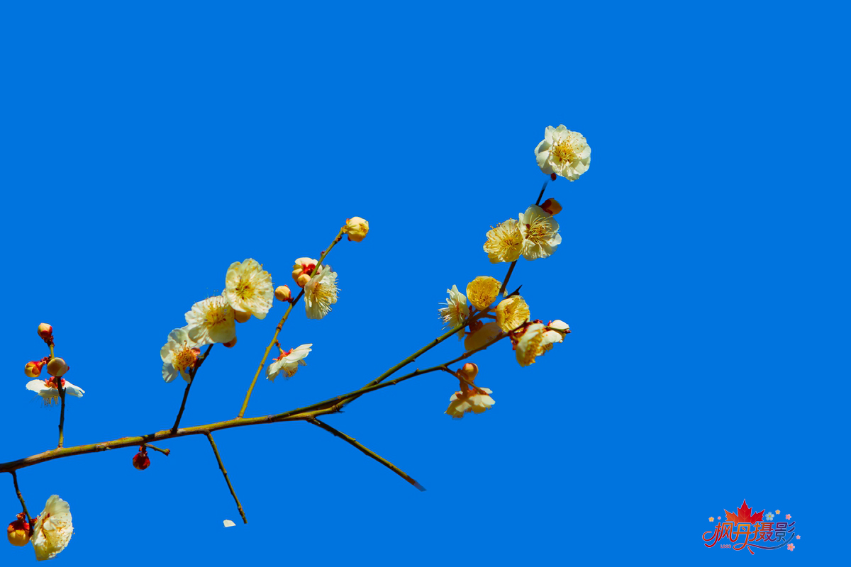 山桃花 大通公园 30.jpg