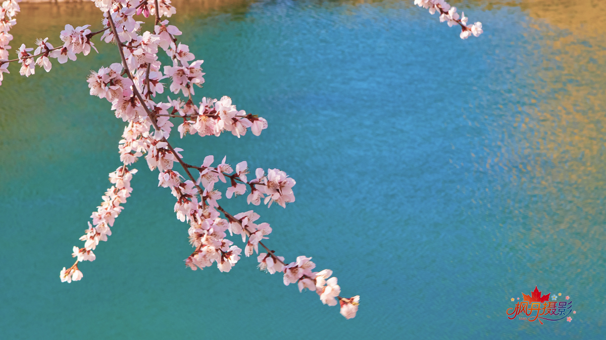 山桃花 大通公园 35.jpg