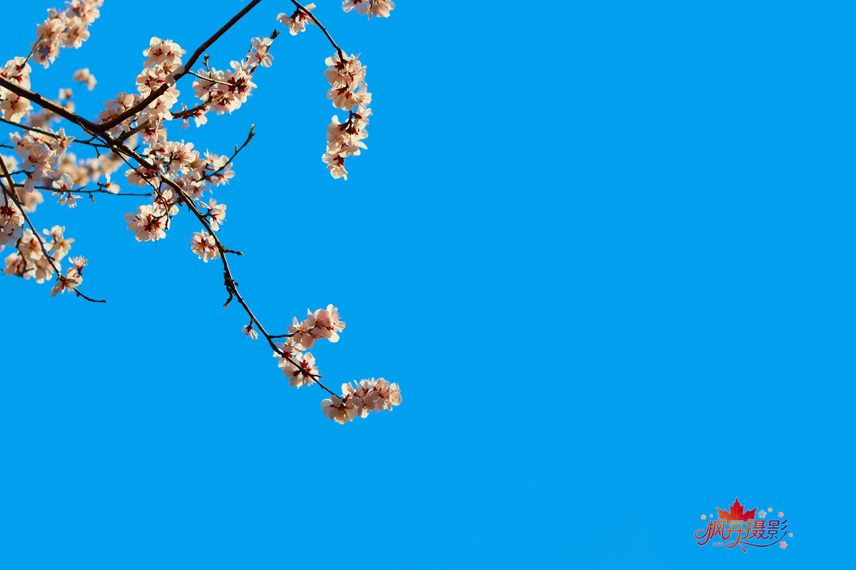 山桃花 大通公园 32.jpg