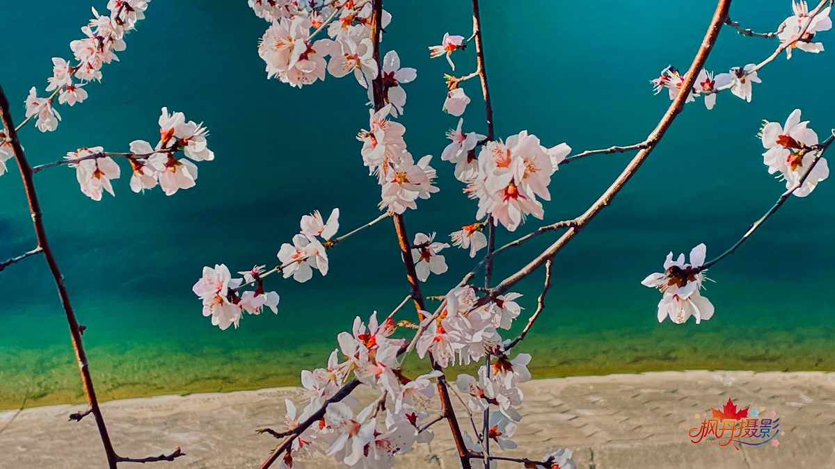 山桃花 大通公园 50.jpg