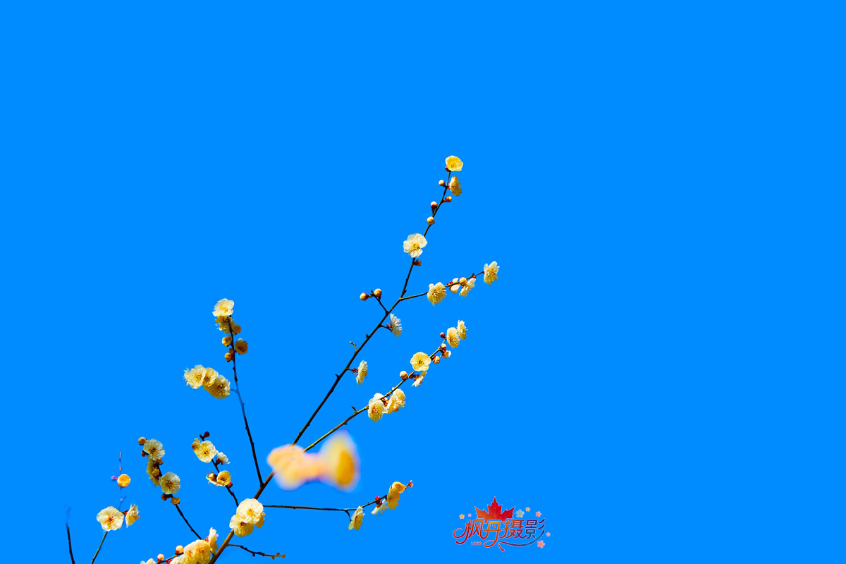 山桃花 大通公园 52.jpg