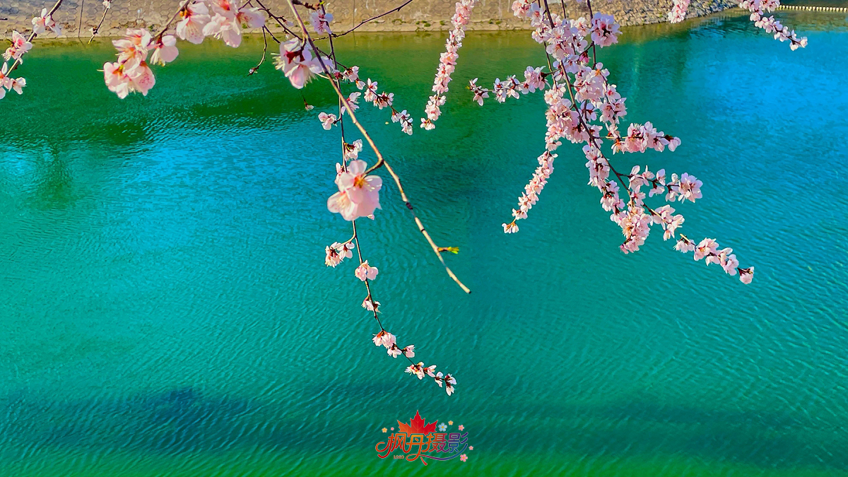 山桃花 大通公园 45.jpg