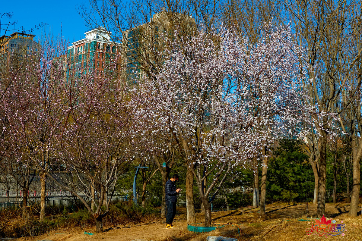 山桃花 大通公园 11.jpg