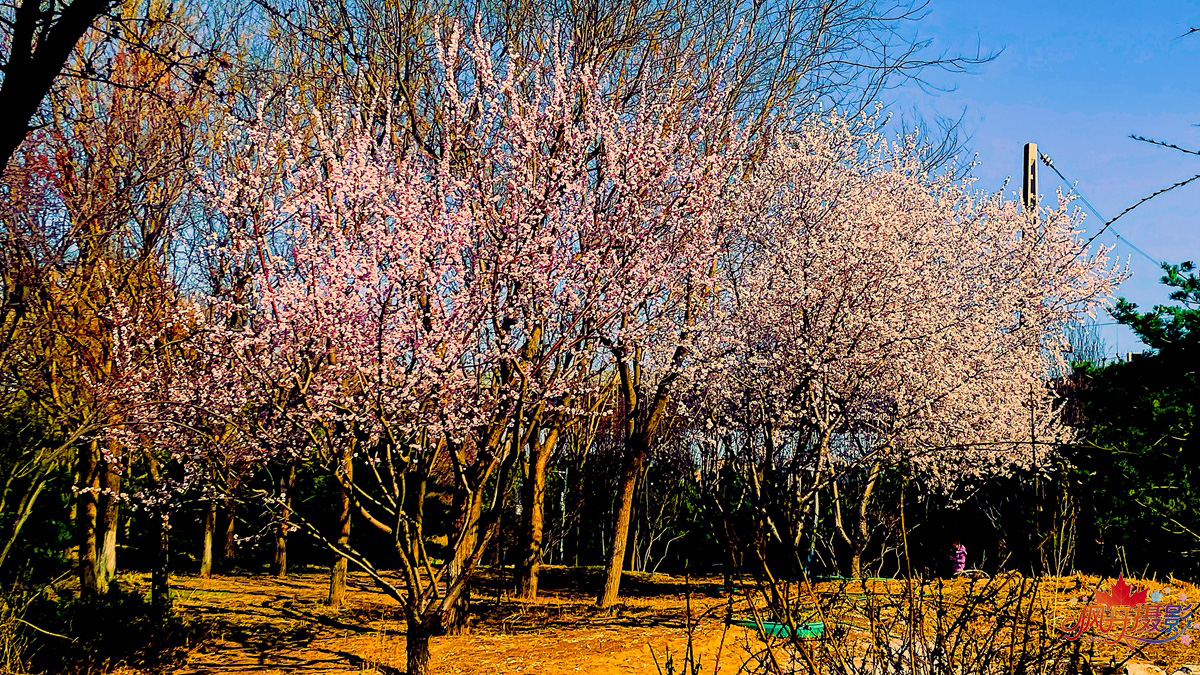 山桃花 大通公园 59.jpg