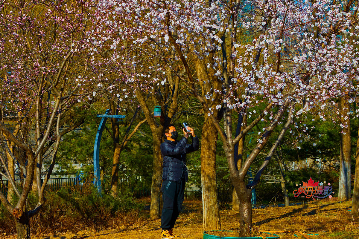 山桃花 大通公园 12.jpg