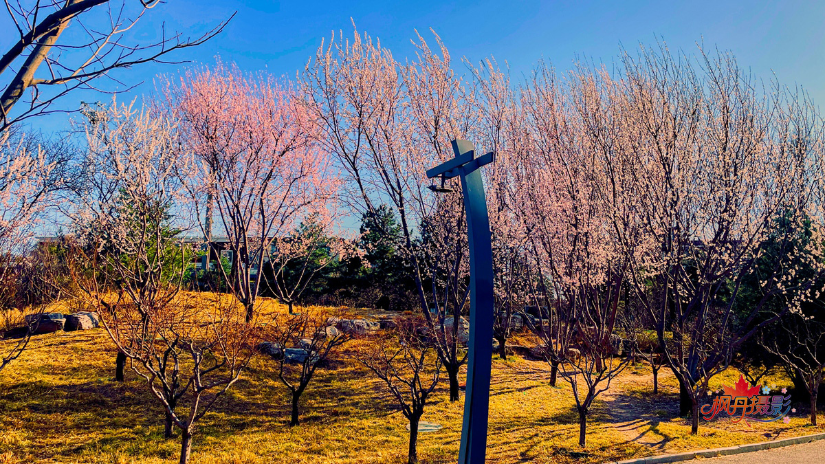 山桃花 大通公园 55.jpg