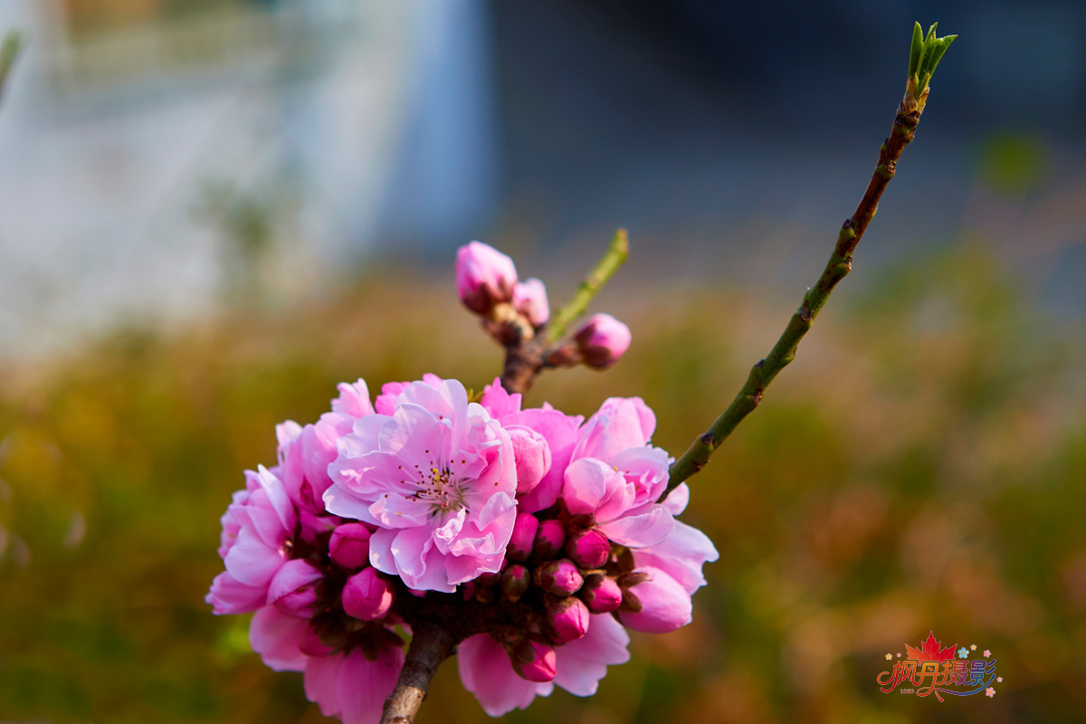 20260410庆丰公园 7.jpg