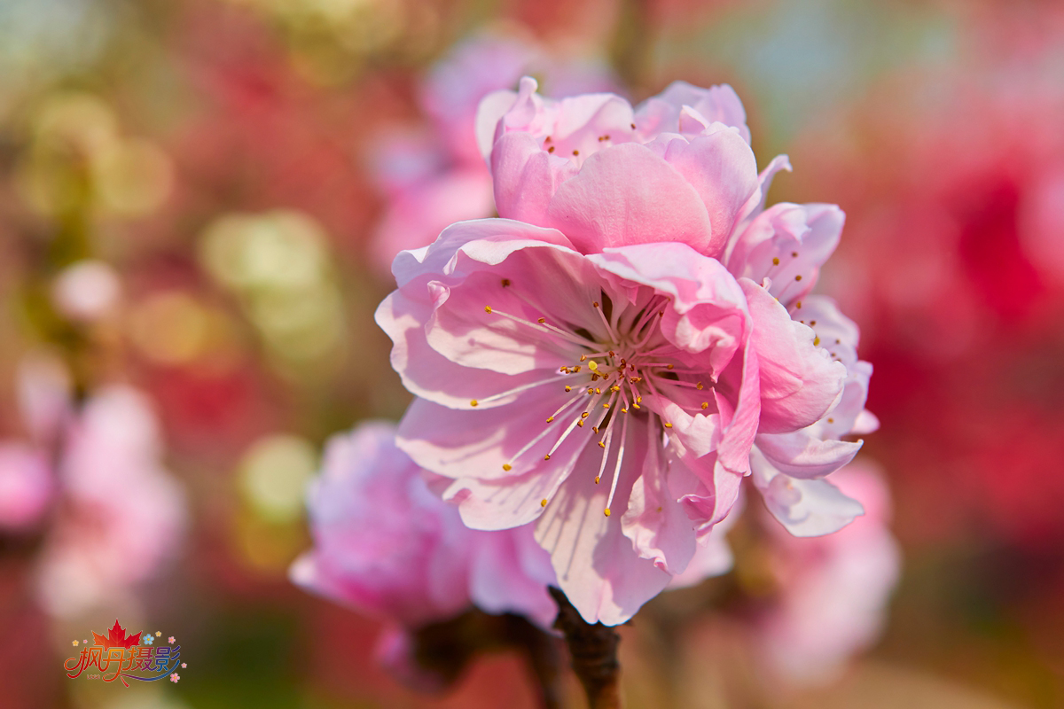 20260410庆丰公园 8.jpg