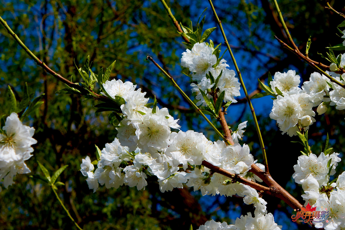 20260410庆丰公园 4.jpg