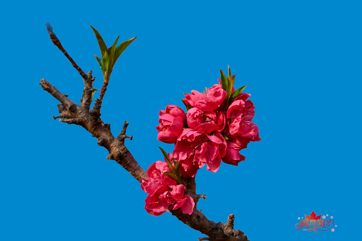 20260410庆丰公园 25.jpg