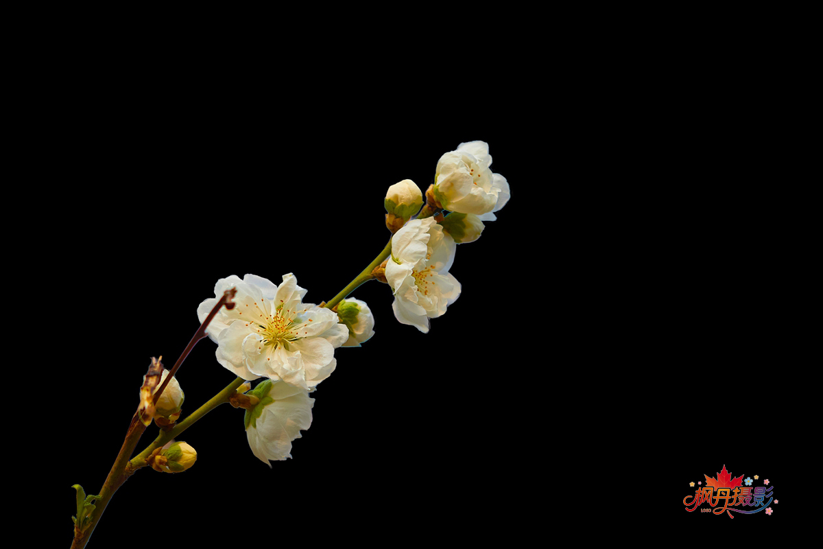 20260410庆丰公园 30.jpg