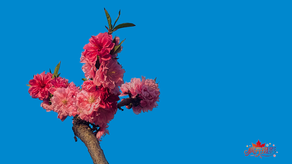 20260410庆丰公园 39.jpg