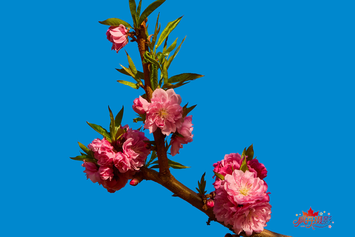 20260410庆丰公园 44.jpg