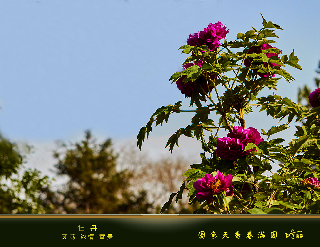 牡丹.jpg