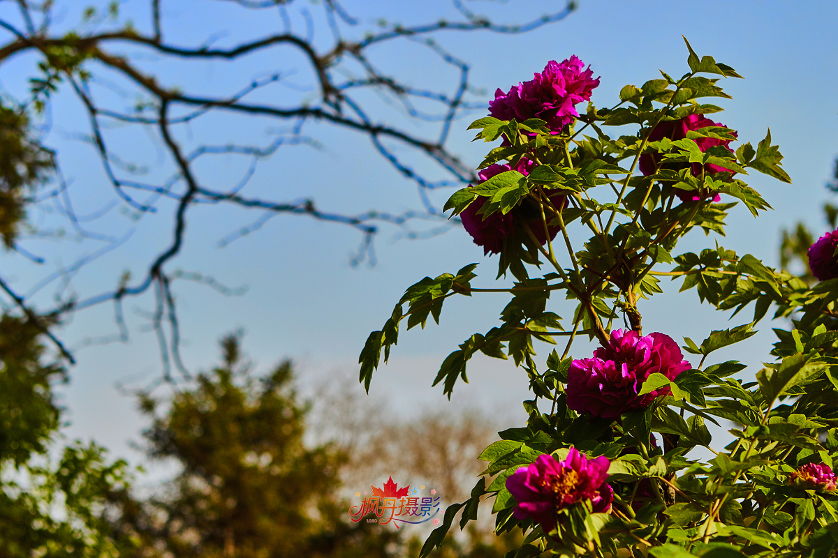 牡丹2016植物园 195.jpg