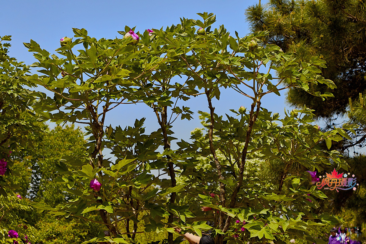 牡丹2016植物园 26.jpg