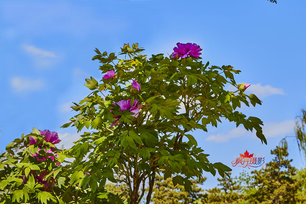 圆明园牡丹2016 147.jpg