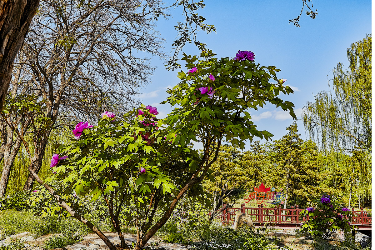 圆明园牡丹2016 148.jpg