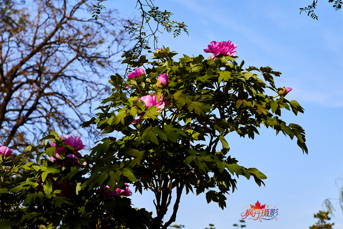 圆明园牡丹2016 213.jpg