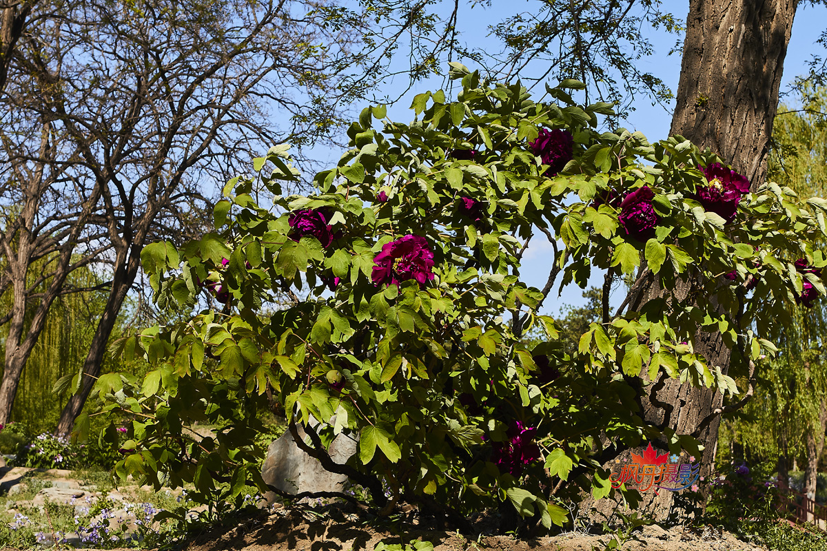 圆明园牡丹2016 150.jpg