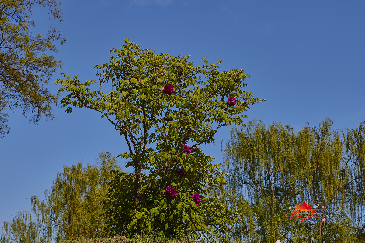 圆明园牡丹2016 156.jpg