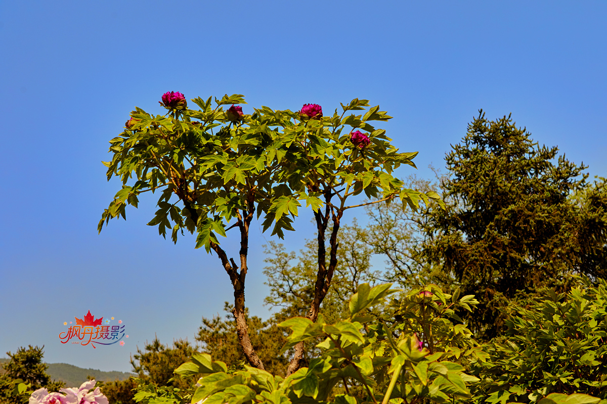 牡丹2016植物园0 103.jpg
