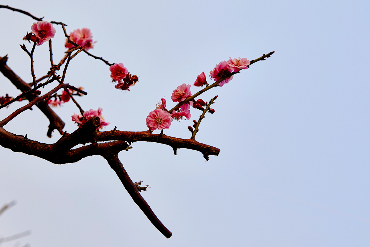 2017梅花 24.jpg