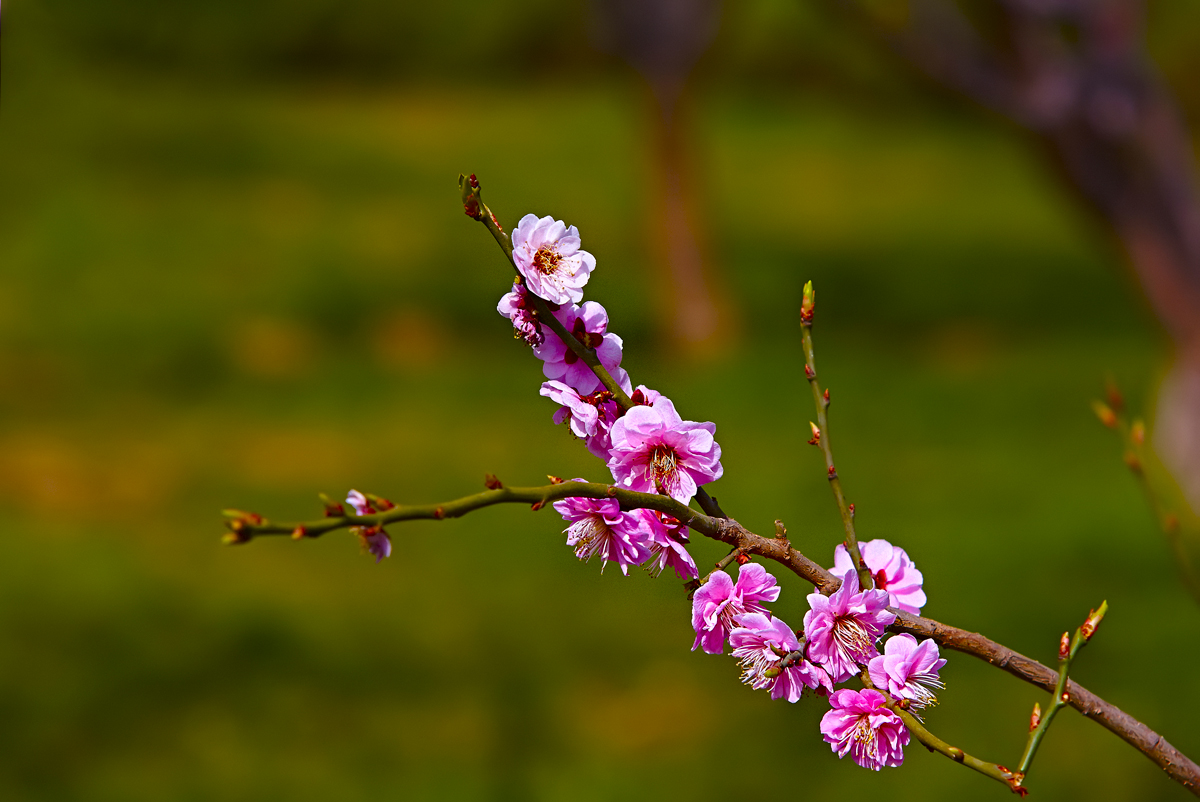 宋长城樱花 (14) .jpg
