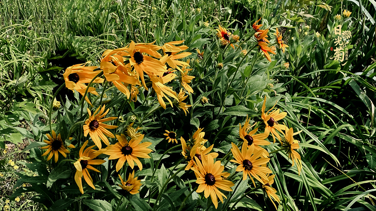 IMG_E3635.jpg